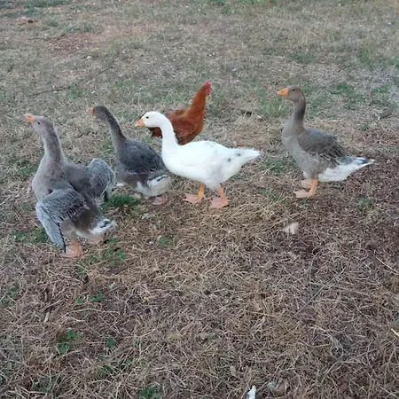 וילה In Nature Longá