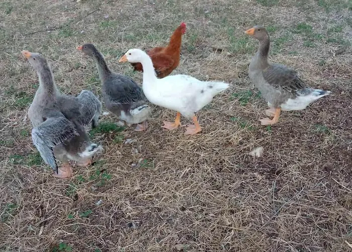 Villa In Nature Longá